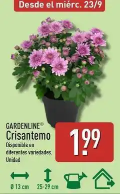 ALDI Gardenline - crisantemo oferta