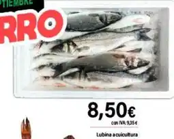 Cash Ifa Lubina a cucicultura oferta