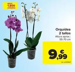 Carrefour Orquídea 2 tallos oferta