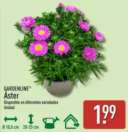 ALDI Gardenline áster oferta