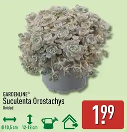 ALDI Gardenline Suculenta Orostashys oferta