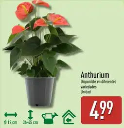 ALDI Anthurium oferta