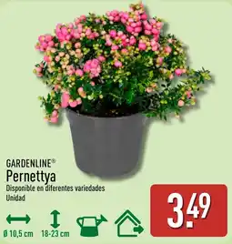 ALDI Gardenline Pernettya oferta