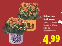 Lidl Kalanchoe Halloween oferta