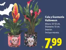 Lidl Cala y Guzmania Halloween oferta
