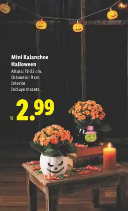 Lidl Mini Kalanchoe Halloween oferta