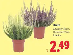Lidl Brezo oferta