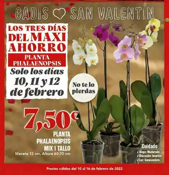 Gadis Planta Phalaenopsis Mix 1 Tallo oferta