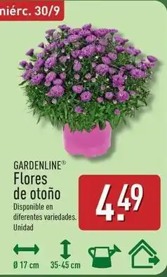 ALDI Gardenline - flores de otono oferta
