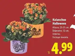 Lidl Kalanchoe halloween oferta