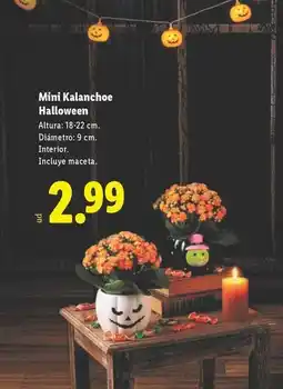 Lidl Mini kalanchoe halloween oferta