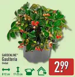 ALDI Gardenline Gaulteria oferta