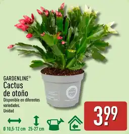 ALDI Gardenline cactus de otoño oferta