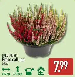 ALDI Gardenline brezo calluna oferta