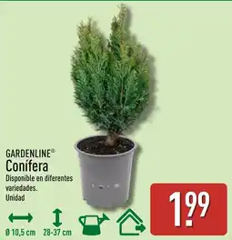 ALDI Gardenline conífera oferta