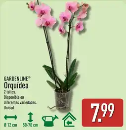 ALDI Gardenline orquidea oferta