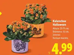 Lidl Kalanchoe Halloween oferta