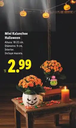 Lidl Mini Kalanchoe Halloween oferta