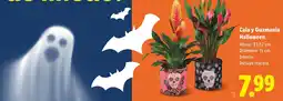 Lidl Cala y Guzmania Halloween oferta
