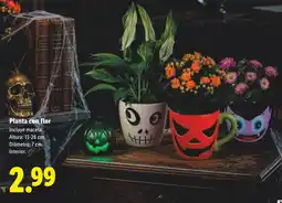 Lidl Planta con flor oferta