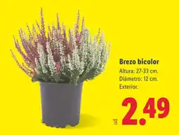 Lidl Brezo bicolor oferta