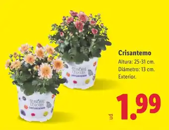 Lidl Crisantemo oferta