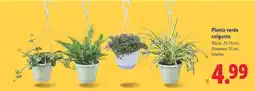 Lidl Planta verde colgante oferta