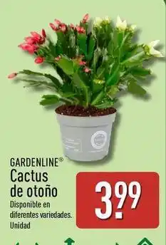 ALDI Gardenline - cactus de otono oferta