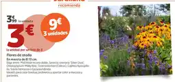 Jardiland Sardanada flores de otoño oferta