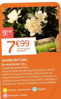 Jardiland Jazmín del Cabo oferta