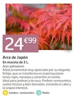 Jardiland Arce de Japón oferta