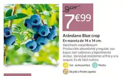 Jardiland Arándano Blue crop oferta