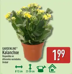 ALDI Gardenline Kalanchoe oferta