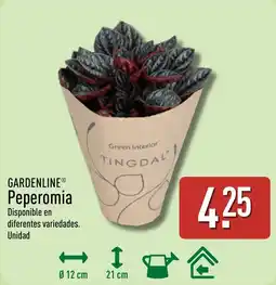 ALDI Gardenline Peperomia oferta