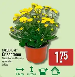 ALDI Gardenline crisantemo oferta