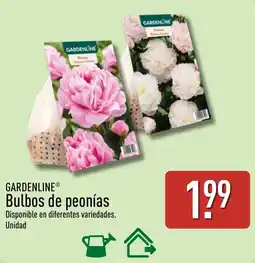 ALDI Gardenline bulbos de peonías oferta