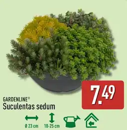 ALDI Gardenline® Suculentas sedum oferta
