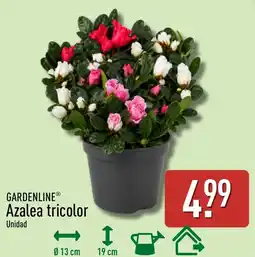 ALDI Gardenline Azalea tricolor oferta