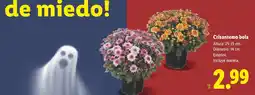 Lidl Crisantemo bola oferta