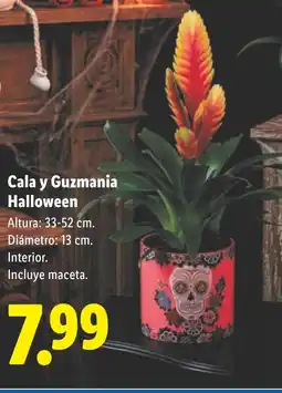 Lidl Cala y Guzmania Halloween oferta