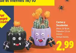 Lidl Cactus y Suculentas oferta