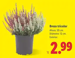 Lidl Brezo tricolor oferta