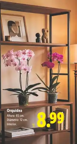 Lidl Orquídea oferta