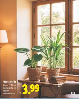 Lidl Planta verde oferta
