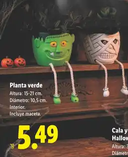Lidl Planta verde oferta