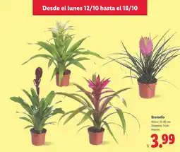 Lidl Bromelia oferta