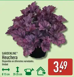 ALDI Gardenline Heuchera oferta