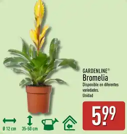 ALDI Gardenline bromelia oferta