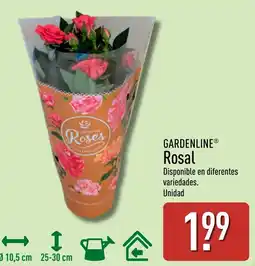 ALDI Gardenline Rosal oferta
