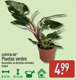 ALDI Gardenline plantas verdes oferta